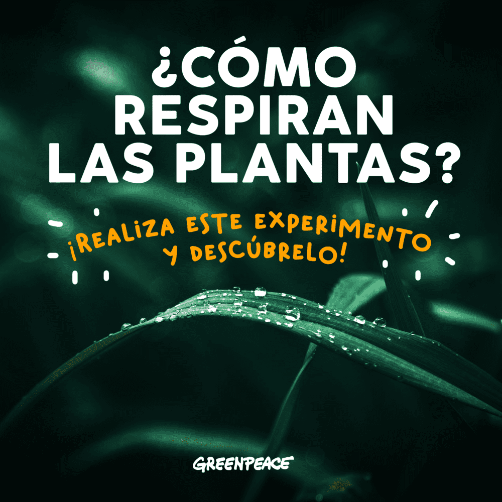 como-respiran-las-plantas